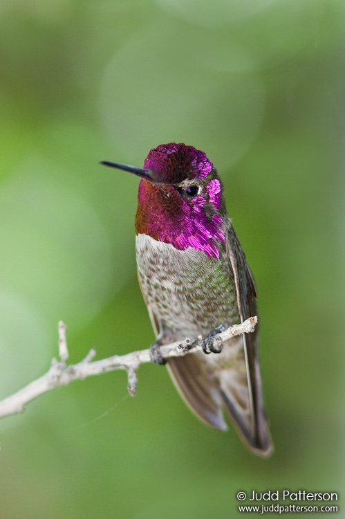 Anna's Hummingbird, Arizona-Sonora Desert Museum, Tucson, Arizona, United States