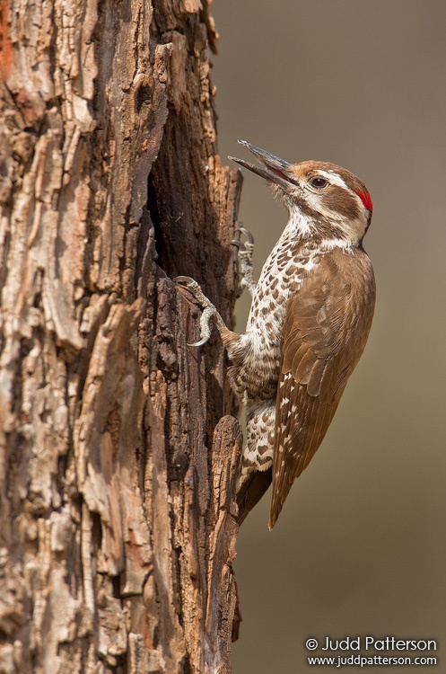 Arizona Woodpecker, Madera Canyon, Pima County, Arizona, United States