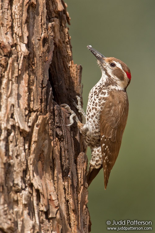 Arizona Woodpecker, Madera Canyon, Pima County, Arizona, United States