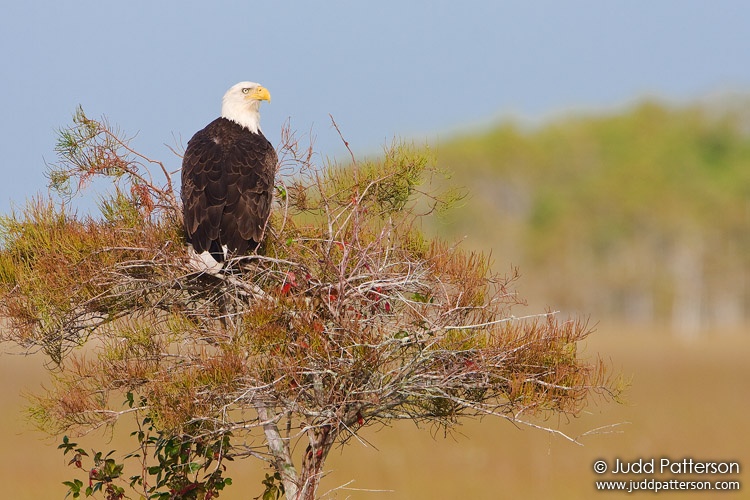 Bald Eagle, Everglades National Park, Florida, United States