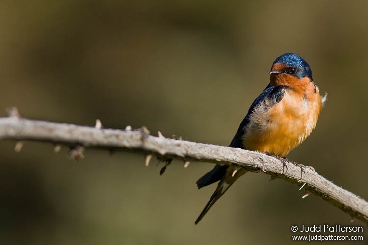 Barn Swallow, Ecola State Park, Oregon, United States