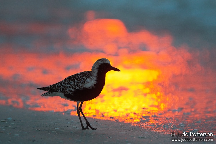 Black-bellied Plover, Sanibel, Florida, United States