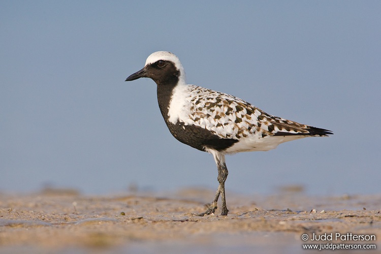 Black-bellied Plover, Fort De Soto Park, Florida, United States