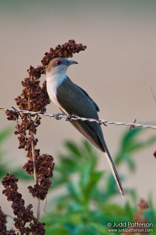 Black-billed Cuckoo, Saline County, Kansas, United States