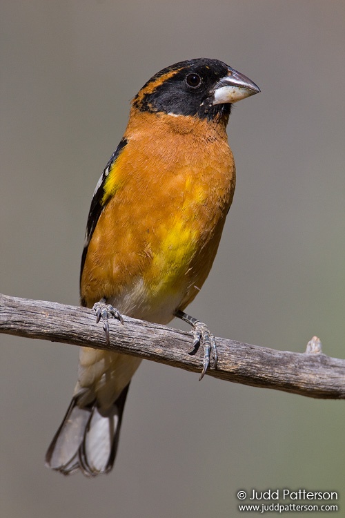 Black-headed Grosbeak, Madera Canyon, Pima County, Arizona, United States