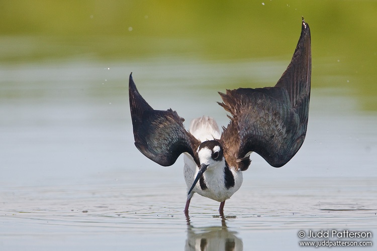 Black-necked Stilt, Farmington Bay WMA, Utah, United States