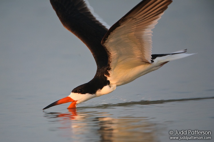 Black Skimmer, Fort De Soto Park, Florida, United States