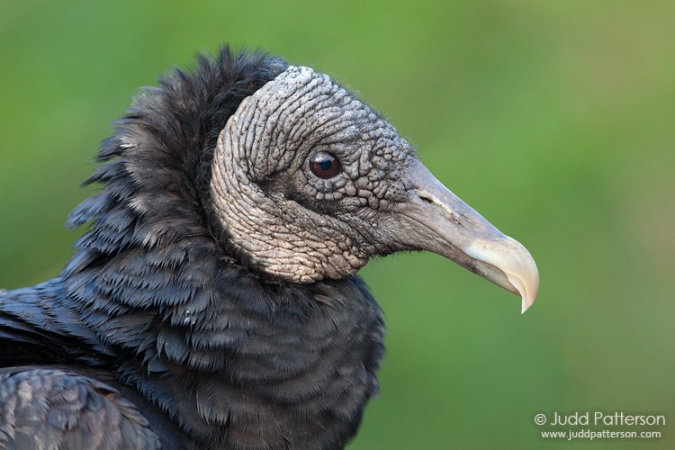 Black Vulture, Everglades National Park, Florida, United States