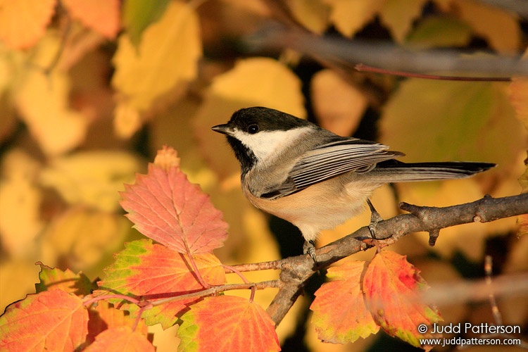 Black-capped Chickadee, Manhattan, Kansas, United States