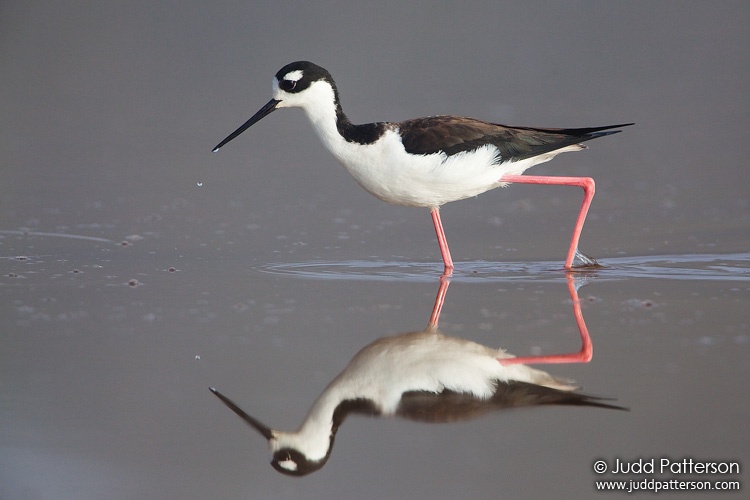 Black-necked Stilt, Everglades National Park, Florida, United States