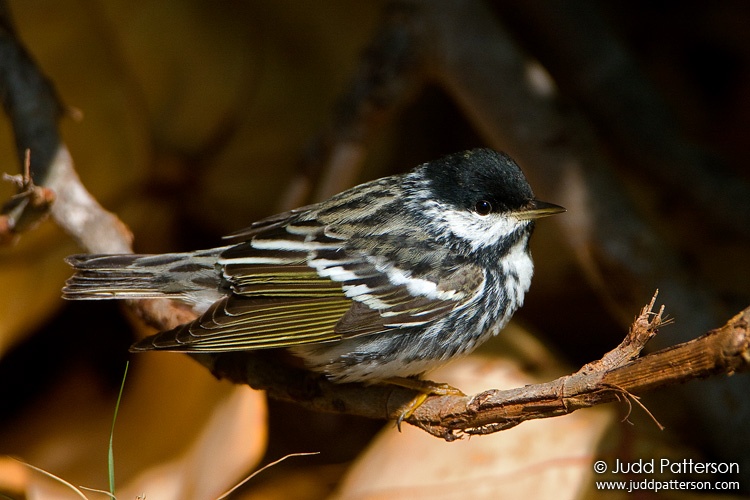 Blackpoll Warbler, Dry Tortugas National Park, Florida, United States