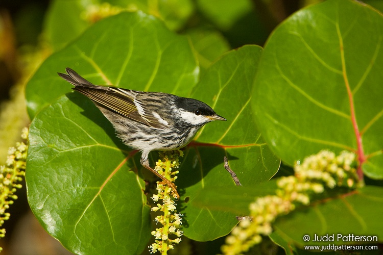 Blackpoll Warbler, Dry Tortugas National Park, Florida, United States