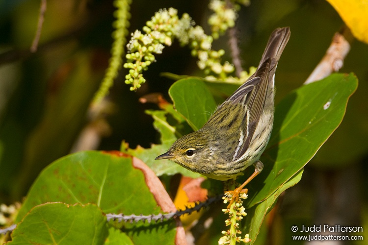 Blackpoll Warbler, Dry Tortugas National Park, Florida, United States