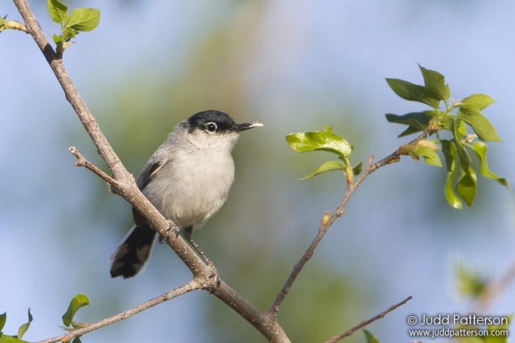 Black-tailed Gnatcatcher, Florida Wash, Arizona, United States