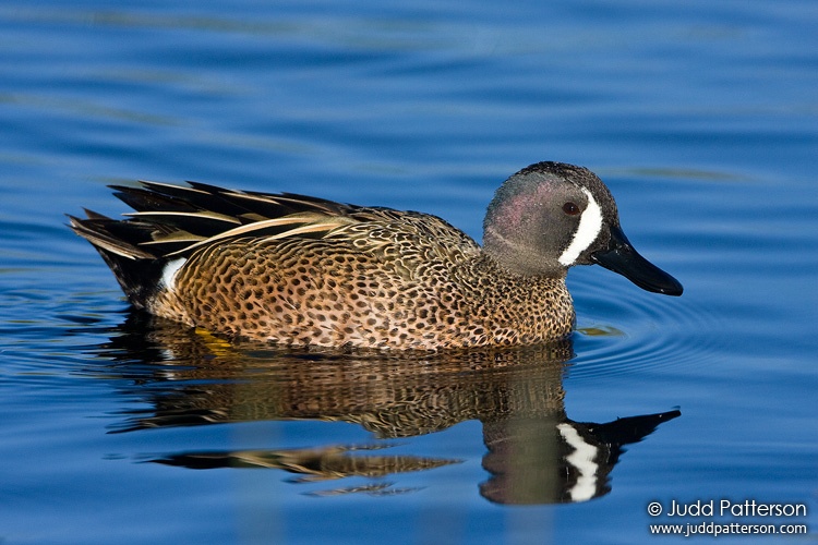 Blue-winged Teal, Viera Wetlands, Florida, United States