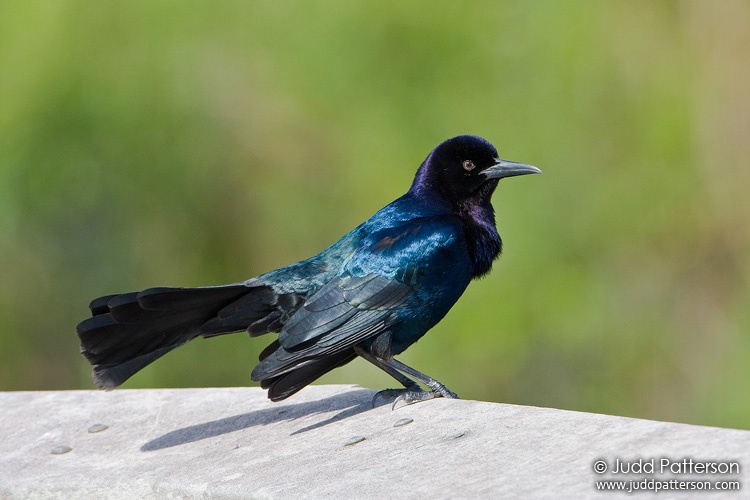 Boat-tailed Grackle, Green Cay Wetlands, Florida, United States