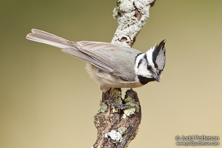 Bridled Titmouse, Madera Canyon, Pima County, Arizona, United States