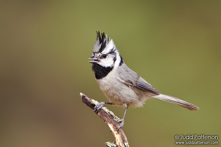 Bridled Titmouse, Madera Canyon, Pima County, Arizona, United States