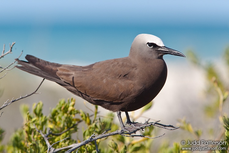 Brown Noddy, Dry Tortugas National Park, Florida, United States