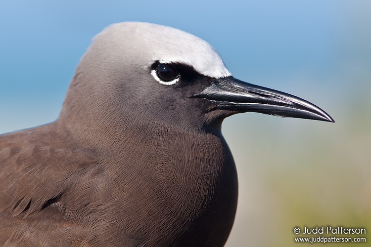 Brown Noddy, Dry Tortugas National Park, Florida, United States