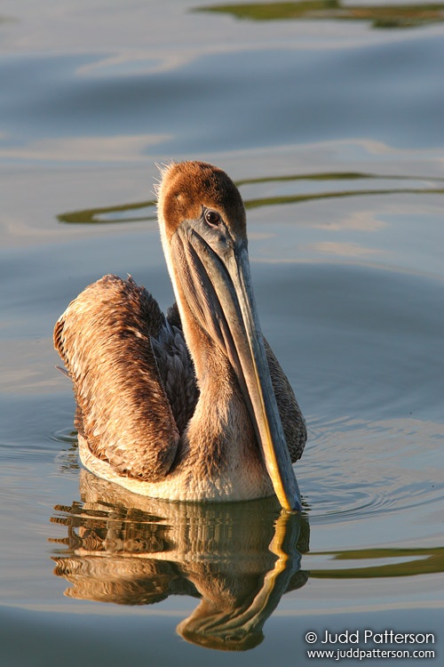 Brown Pelican, Black Point Marina, Miami, Florida, United States