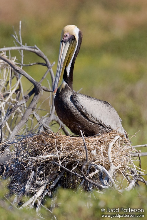 Brown Pelican, Dry Tortugas National Park, Florida, United States