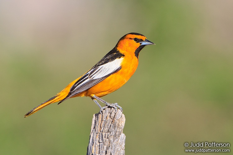 Bullock's Oriole, Pima County, Arizona, United States