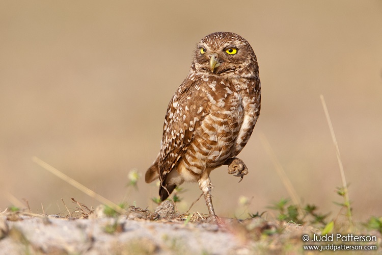 Burrowing Owl, Cape Coral, Florida, United States