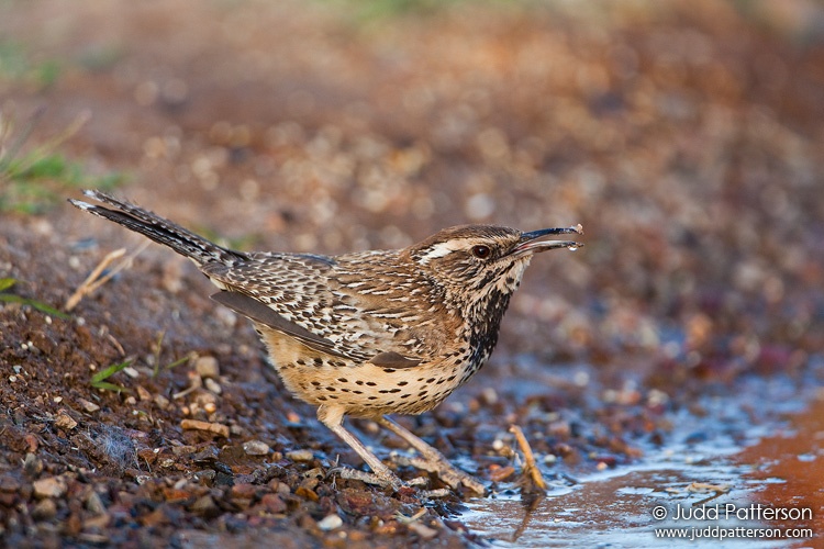 Cactus Wren, Pima County, Arizona, United States