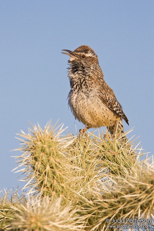 Cactus Wren, Continental, Pima County, Arizona, United States