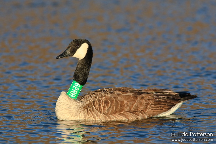 Canada Goose, Tuttle Creek Reservoir, Kansas, United States