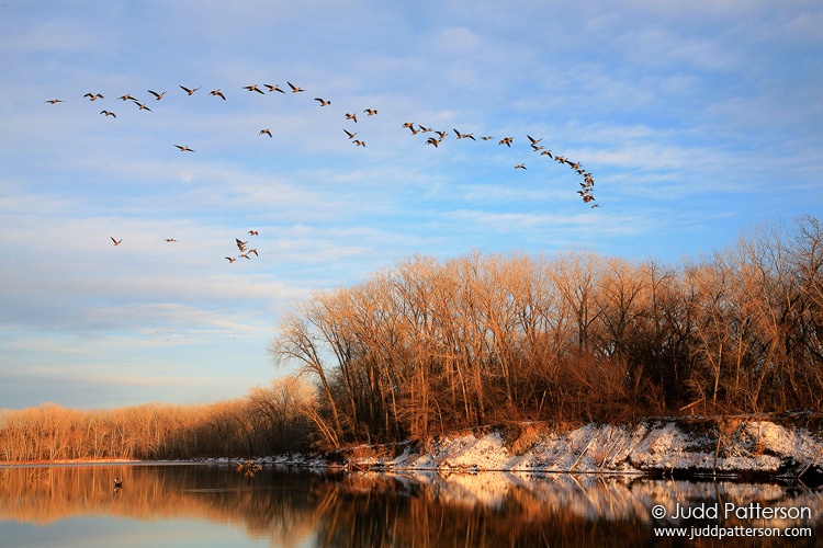 Canada Goose, Tuttle Creek Reservoir, Kansas, United States