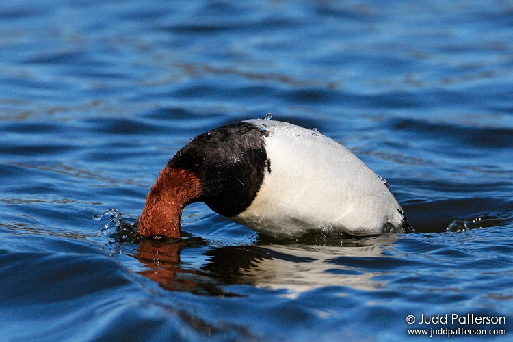 Canvasback, Kellogg Biological Station Bird Sanctuary, Michigan, United States