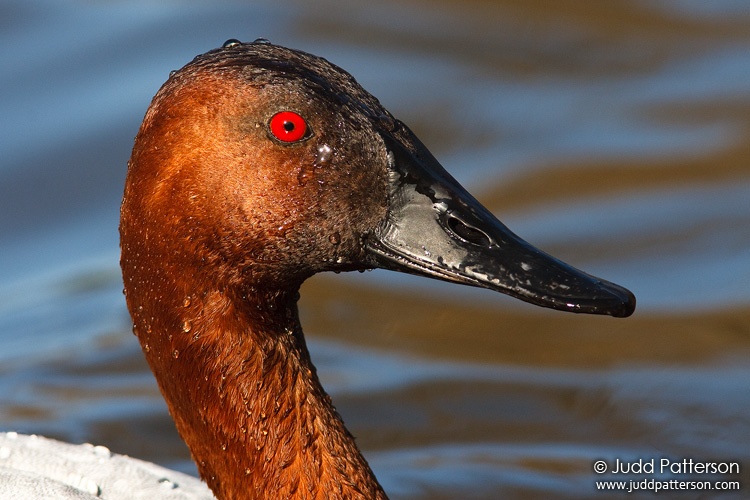 Canvasback, Kellogg Biological Station Bird Sanctuary, Michigan, United States