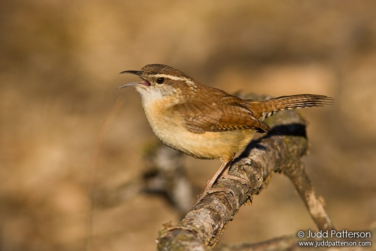 Carolina Wren, Konza Prairie, Kansas, United States