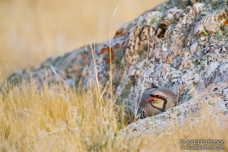 Chukar, Antelope Island State Park, Utah, United States