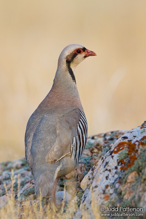 Chukar, Antelope Island State Park, Utah, United States