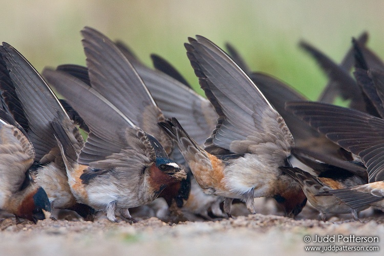 Cliff Swallow, Wilson Lake, Kansas, United States