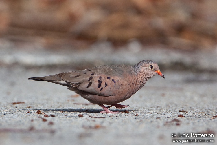 Common Ground-Dove, Dagny Johnson Hammock Botanical State Park, Key Largo, Florida, United States