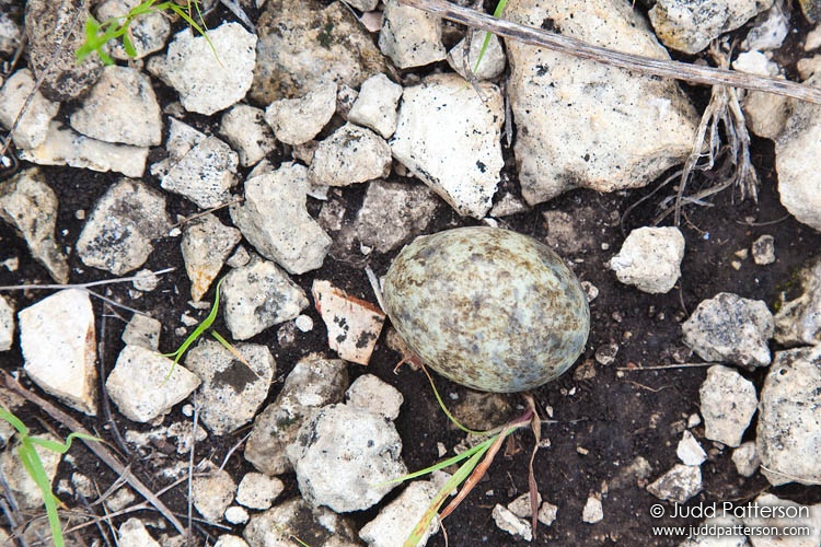 Common Nighthawk, Tallgrass Prairie National Preserve, Kansas, United States