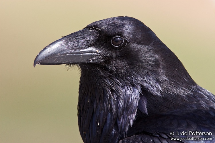 Common Raven, Olympic National Park, Washington, United States