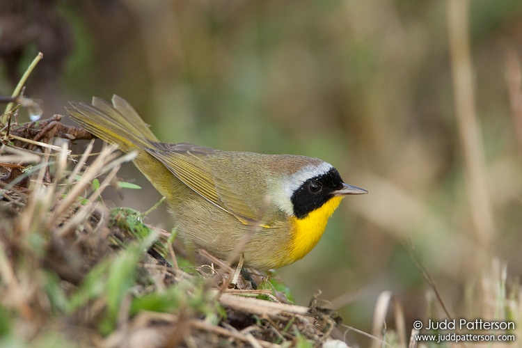 Common Yellowthroat, Everglades National Park, Florida, United States