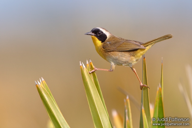 Common Yellowthroat, Kissimmee Prairie Preserve State Park, Florida, United States