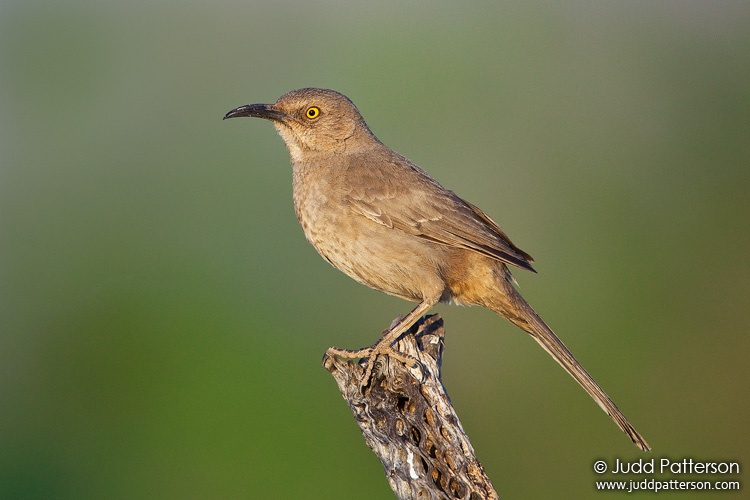 Curve-billed Thrasher, Green Valley, Arizona, United States