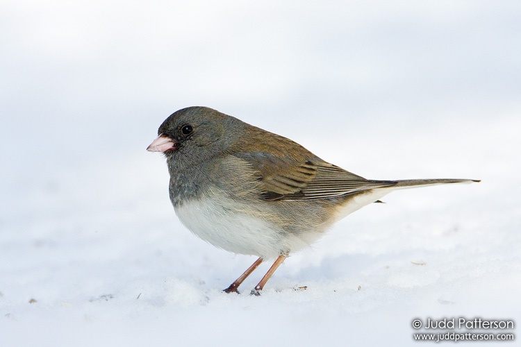 Dark-eyed Junco, Lakewood Park, Salina, Kansas, United States