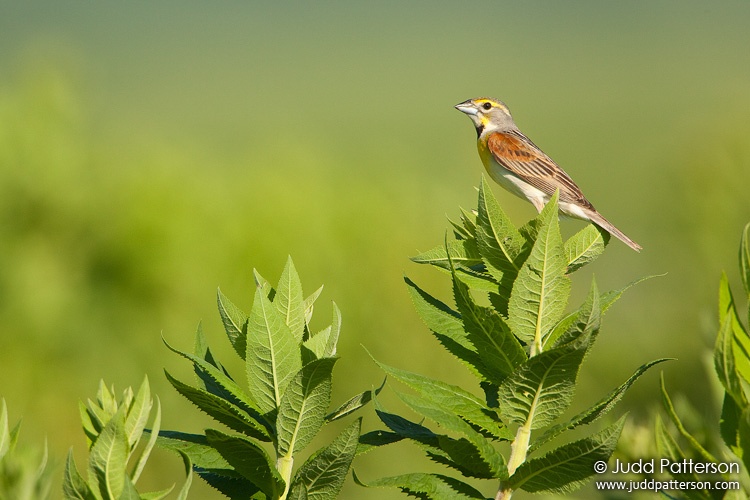 Dickcissel, Tallgrass Prairie National Preserve, Kansas, United States