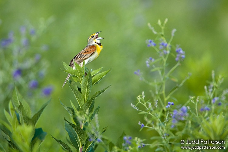 Dickcissel, Tallgrass Prairie National Preserve, Kansas, United States