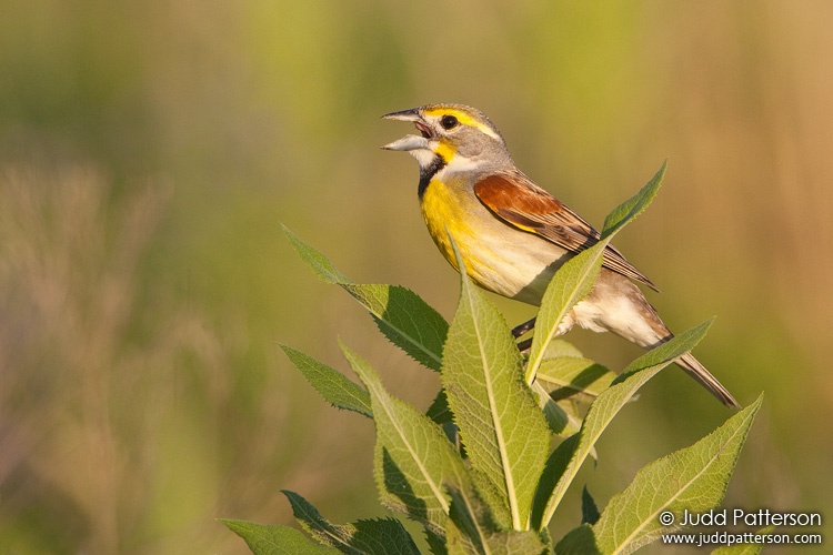 Dickcissel, Tallgrass Prairie National Preserve, Kansas, United States