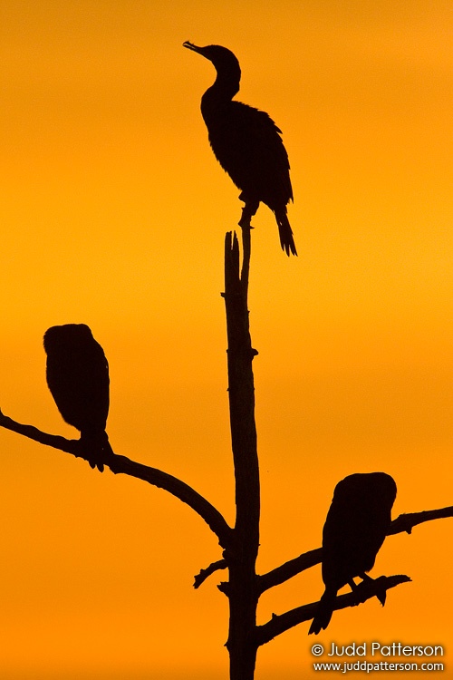 Double-crested Cormorant, Viera Wetlands, Florida, United States