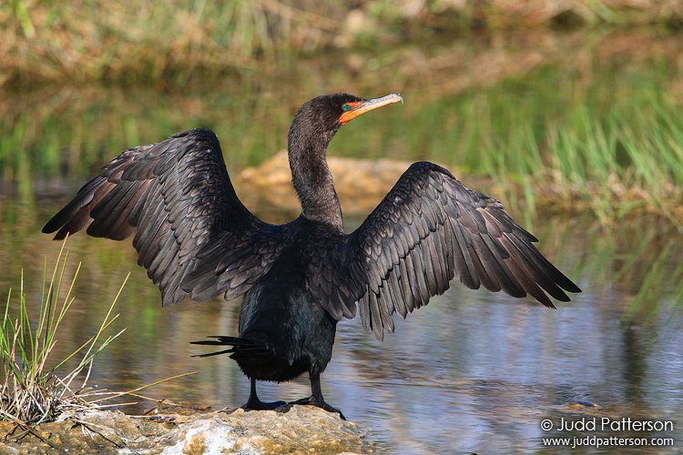 Double-crested Cormorant, Everglades National Park, Florida, United States